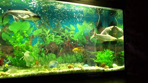 250 gallon fish tank|250 Gallon Aquarium .